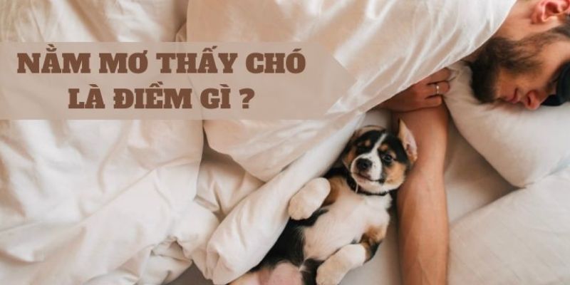 Giấc mơ thấy chó nhiều là điềm gì?